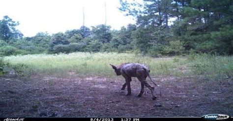 10 Unexplainable Things Captured on Trail Camera | Weird creatures, Funny deer, Real monsters