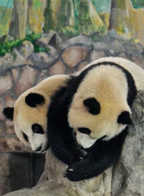 Chengdu Pandas Chengdu China - Round the World in 30 Days | Round the ...