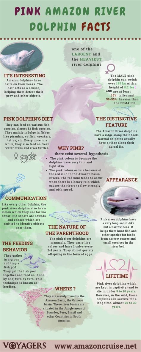 Pink amazon river dolphin facts