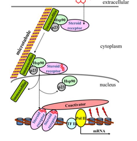 TOPIC 23. Structure and function of nuclear receptors; steroid-thyroid receptors and the aryl ...