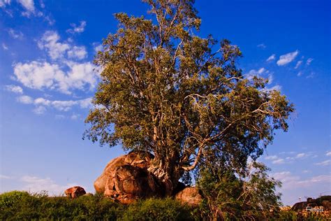 "The old wild fig tree. Kamieskroon, Namaqualand, South Africa" by ...