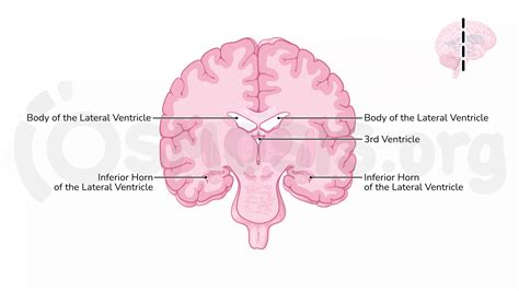 Brain Diagram Unlabeled Lateral