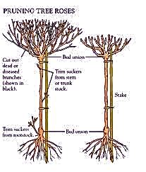 Lucy on Gardening: HOW TO PRUNE HYBRID ROSES WITH STEP BY STEP DIAGRAMS