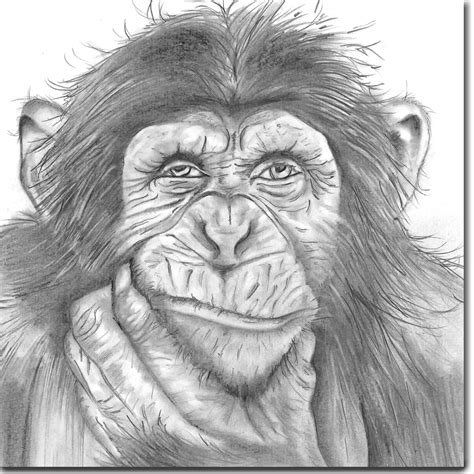 璐 规父 澶у - 介 绾夸 濞变 缃 | Monkey drawing, Pencil drawings of animals, Animal drawings sketches