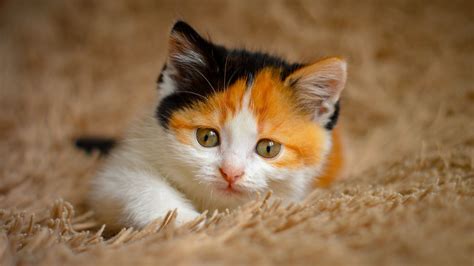 Brown White Black Cat Kitten On Fur Cloth HD Cat Wallpapers | HD ...