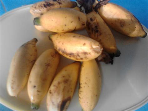 CORETAN HIDUP: Monyet dan pisang