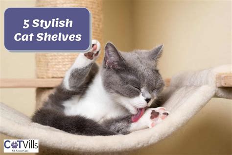 5 Best Cat Shelves: The Ultimate Solution for Small Spaces