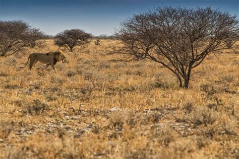 10 Interesting Facts About Lions: Cubs, Hunting, Roars & More