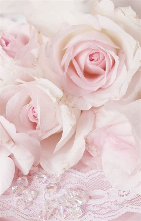 Download Baby Pink Roses Wallpaper | Wallpapers.com