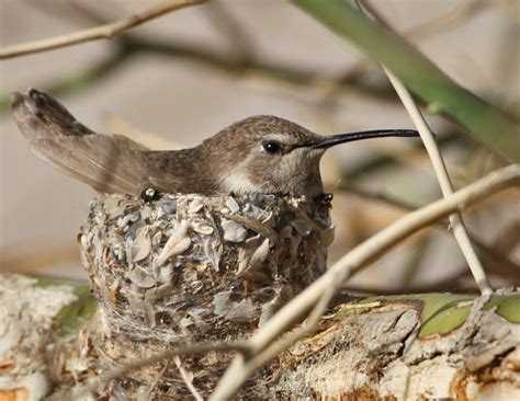 Female Costa's Hummingbird on Nest | BirdNote Hummingbird Nests, Costa ...