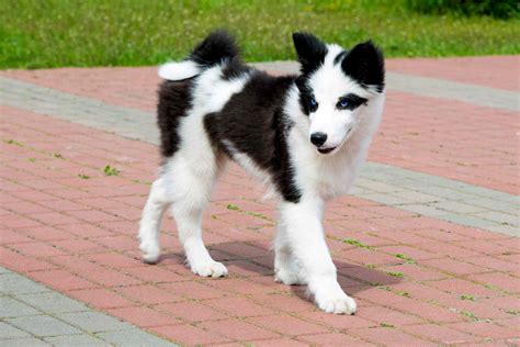 Yakutian Laika: Dog Breed Characteristics & Care