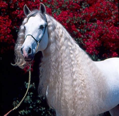 Horse White Friesian Stallion | Spunky Andalusian, andalusian, grey, horses, spanish, white ...