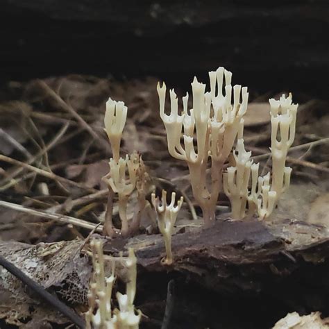 Edible Mushrooms in PA – Western Pennsylvania Mushrooms | Luther Homestead