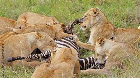 Lionesses hunted zebras. A family of lions eats a hunted zebra ...