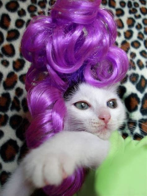 30 Cats In Wigs That Will Make You Laugh [GALLERY] - CatTime | Animaux ...