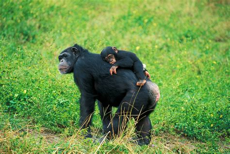 Are These Chimpanzees Using Insects as Medicine? | WIRED