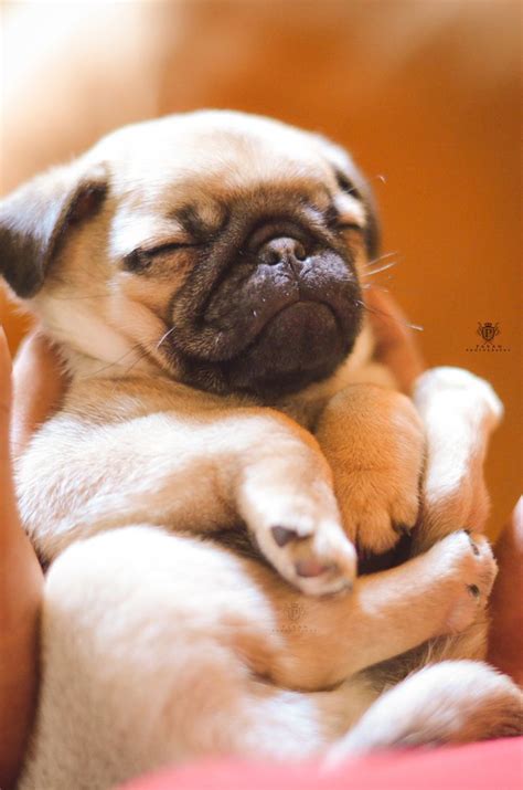 37 Wonderful Images Pug Puppy | Best Pictures | Cute pugs, Baby animals, Baby pugs