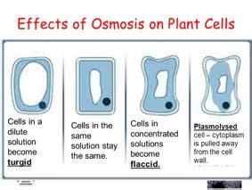 Osmosis | What Is It? | A-Level (A2/AS) Biology Revision Notes