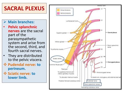 PPT - SACRAL PLEXUS FEMORAL & SCIATIC NERVES PowerPoint Presentation - ID:2189970