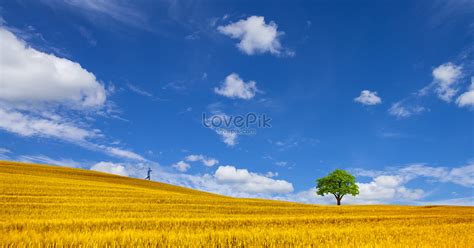 Fields Of Gold Picture And HD Photos | Free Download On Lovepik