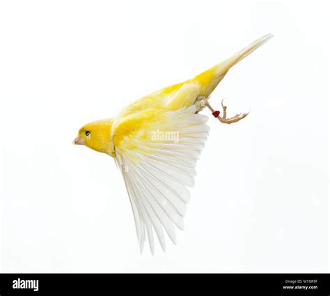 Canary Flying