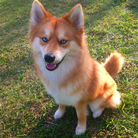 Meet Mya, a dog who looks exactly like a little fox. | Pet fox, Cute dogs, Pretty dogs