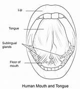 Human Mouth And Tongue Coloring Page  Free Printable Pages sketch template