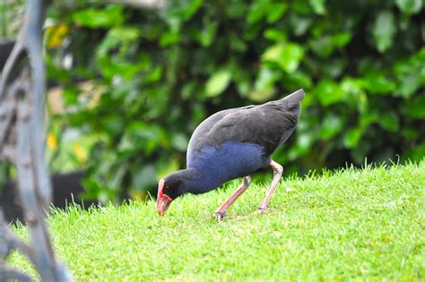 Pukeko Swamp - Free photo on Pixabay - Pixabay