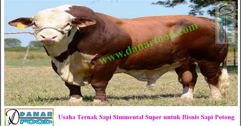 Sapi Simmental - Tahu Bakso Danar Food