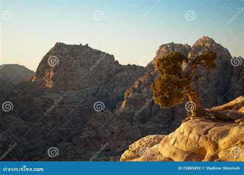 Juniper berry tree stock photo. Image of east, scenic - 25885892