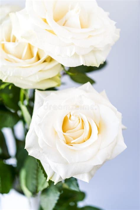 White and Teal Silk Wedding Flowers Stock Photo - Image of white, rose: 21099808