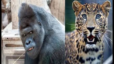 Animal Face-Off: Leopard vs Gorilla (but with jokes) - YouTube