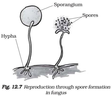 Plants That Reproduce by Spores - BIOLOGY EYE