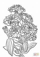 Youth And Age Zinnia Flowers coloring page  Free Printable Coloring Pages sketch template