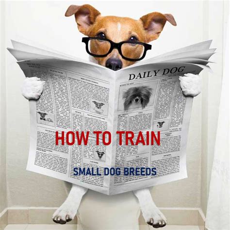 Training Small Dog Breeds (Ultimate Guide) | Small Dog Breeds