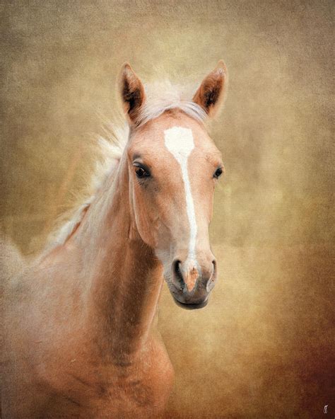 Golden Girl Palomino Horse Painting by Jai Johnson