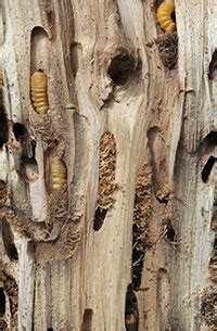 Shade Tree Borers - 5.530 - Extension