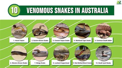 25 Types of Venomous Snakes Found in Australia – Nature Blog Network