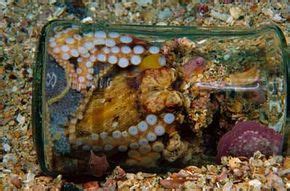 Octopus Behavior | HowStuffWorks