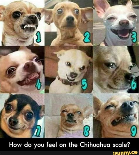 based on this dog scale how do you feel today - Google Search | How are ...