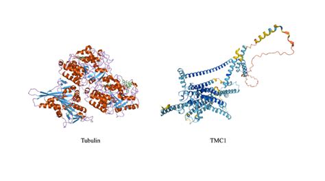 Secondary structure of human tubulin (cartoon representation of the ...