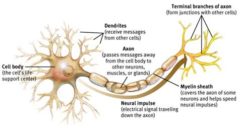 neuroscience - What are the functions and differences between axons and ...