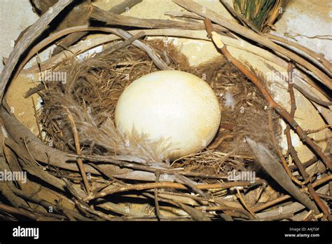 Dodo Bird Museum Stock Photos & Dodo Bird Museum Stock Images - Alamy