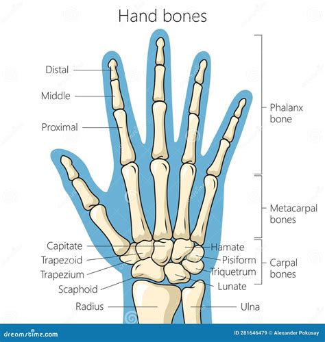 Bones of the Hand Schematic Diagram Stock Vector - Illustration of head, body: 281646479