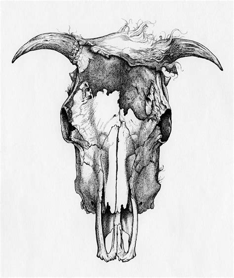 Cow Skull Drawing by Jimmy Maloney