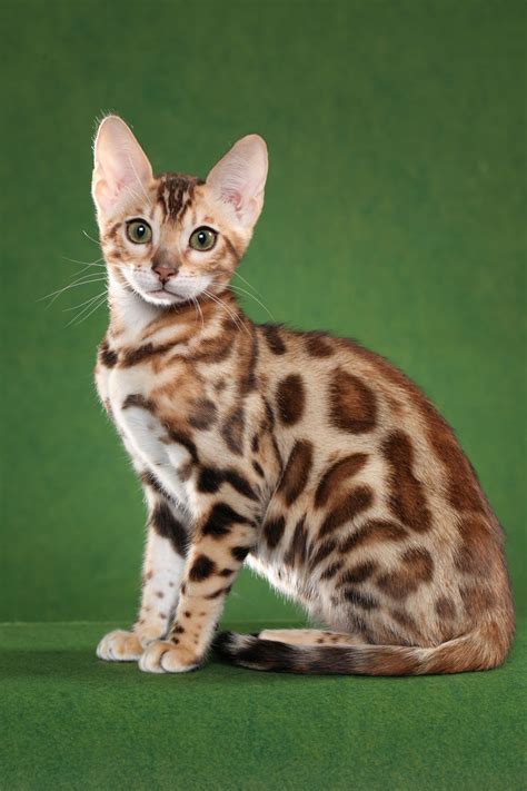 bengal cat breeder resources 06 - BoydsBengals