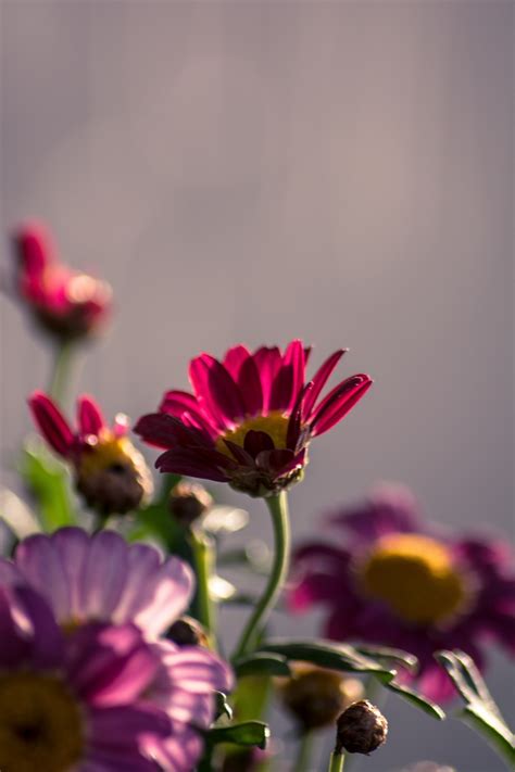 Free Images : blossom, flower, purple, petal, red, yellow, pink, flora, wildflower, close up ...
