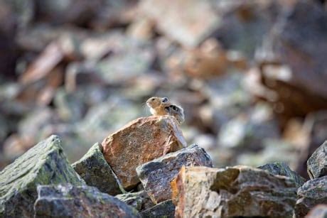 How scientists are using poop to track climate-change effects on pikas and their mountain home ...