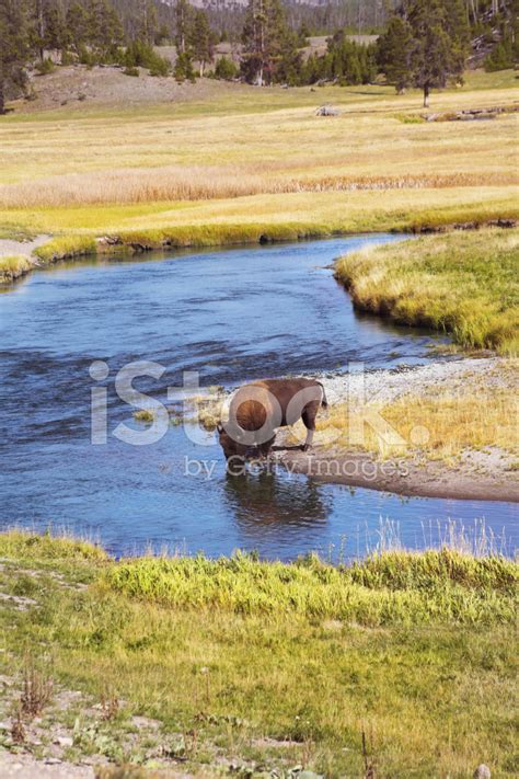 Yellowstone River National Park Stock Photo | Royalty-Free | FreeImages