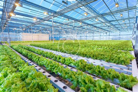 Lettuce farming – Stratos Trading